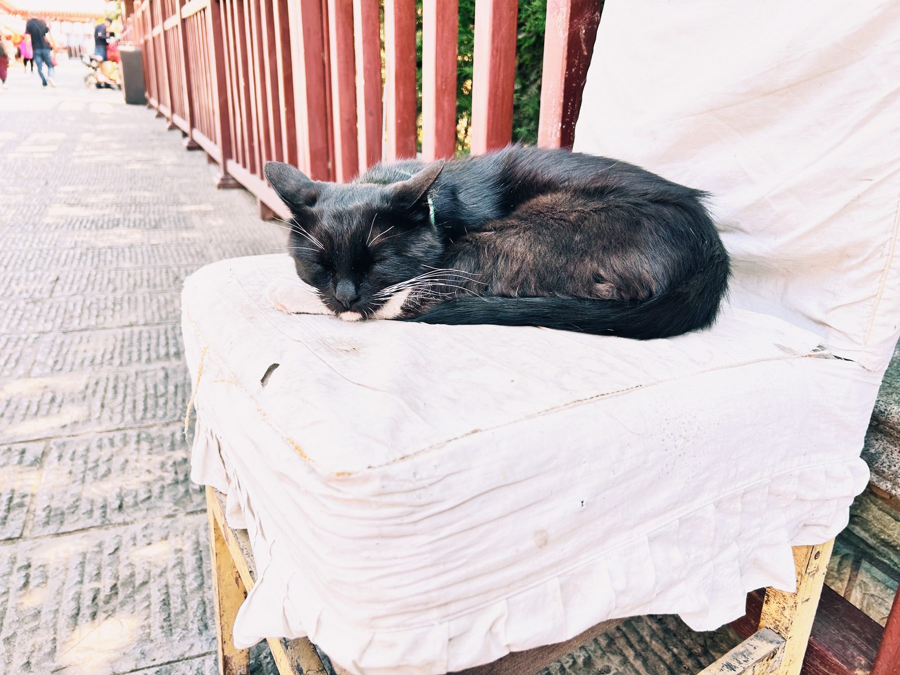 应县木塔旁睡觉的猫